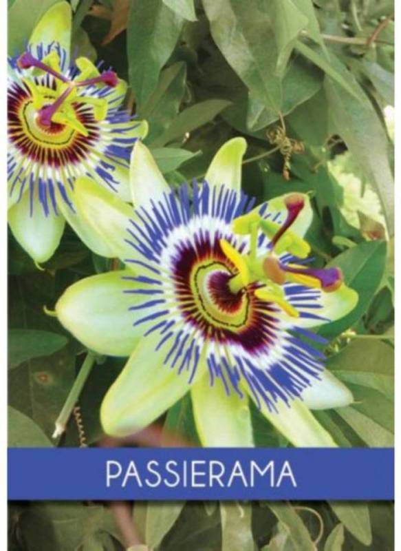 BookSpot Passierama